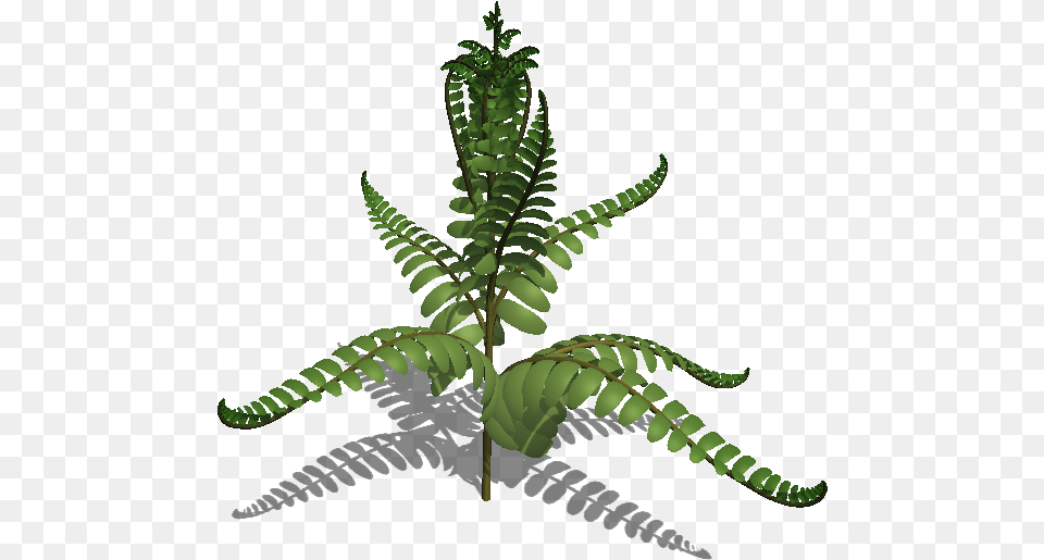 Fern Leaf Colours Fern, Plant Free Transparent Png