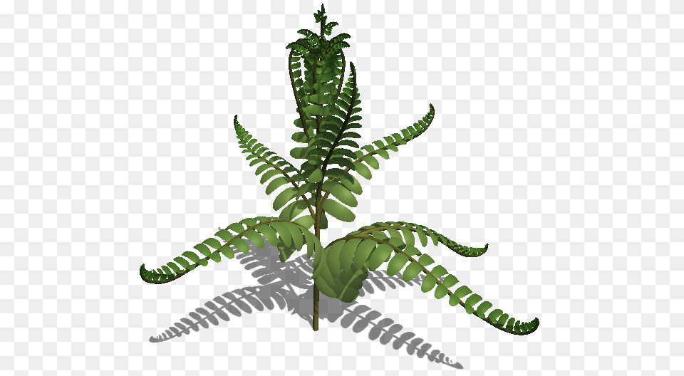 Fern Leaf Colours Ludus Silva, Plant Free Transparent Png