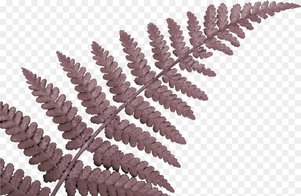 Fern Leaf Das Neuseeland Work Amp Travel Tagebuch O, Plant Free Png