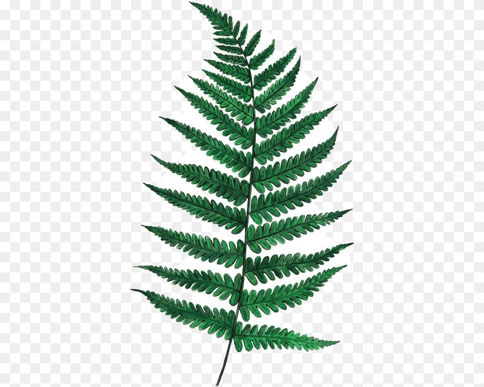 Fern Leaf Drawing, Plant Free Png