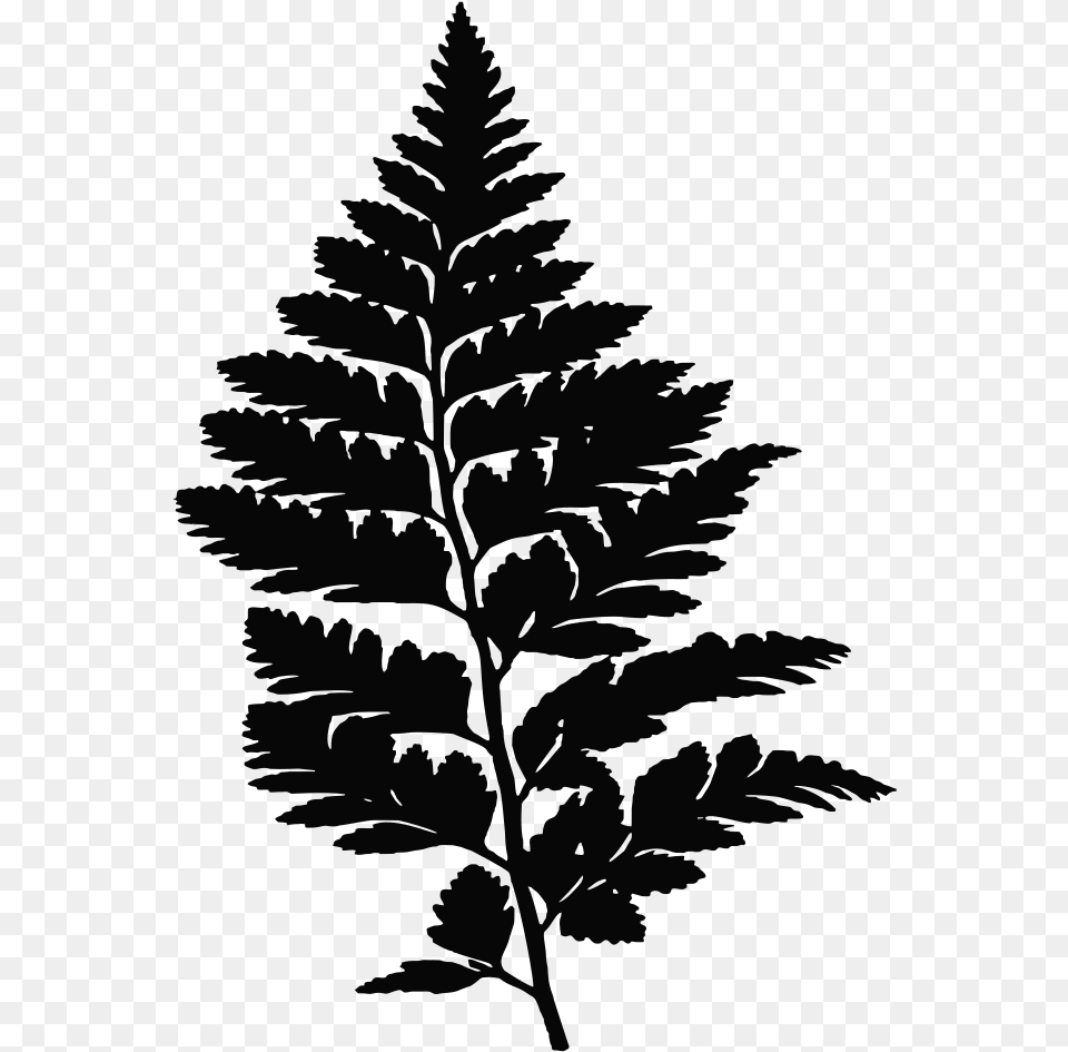 Fern Leaf Leaves Plant Vegetation Silhouette Transparent Fern Leaves, Gray Png