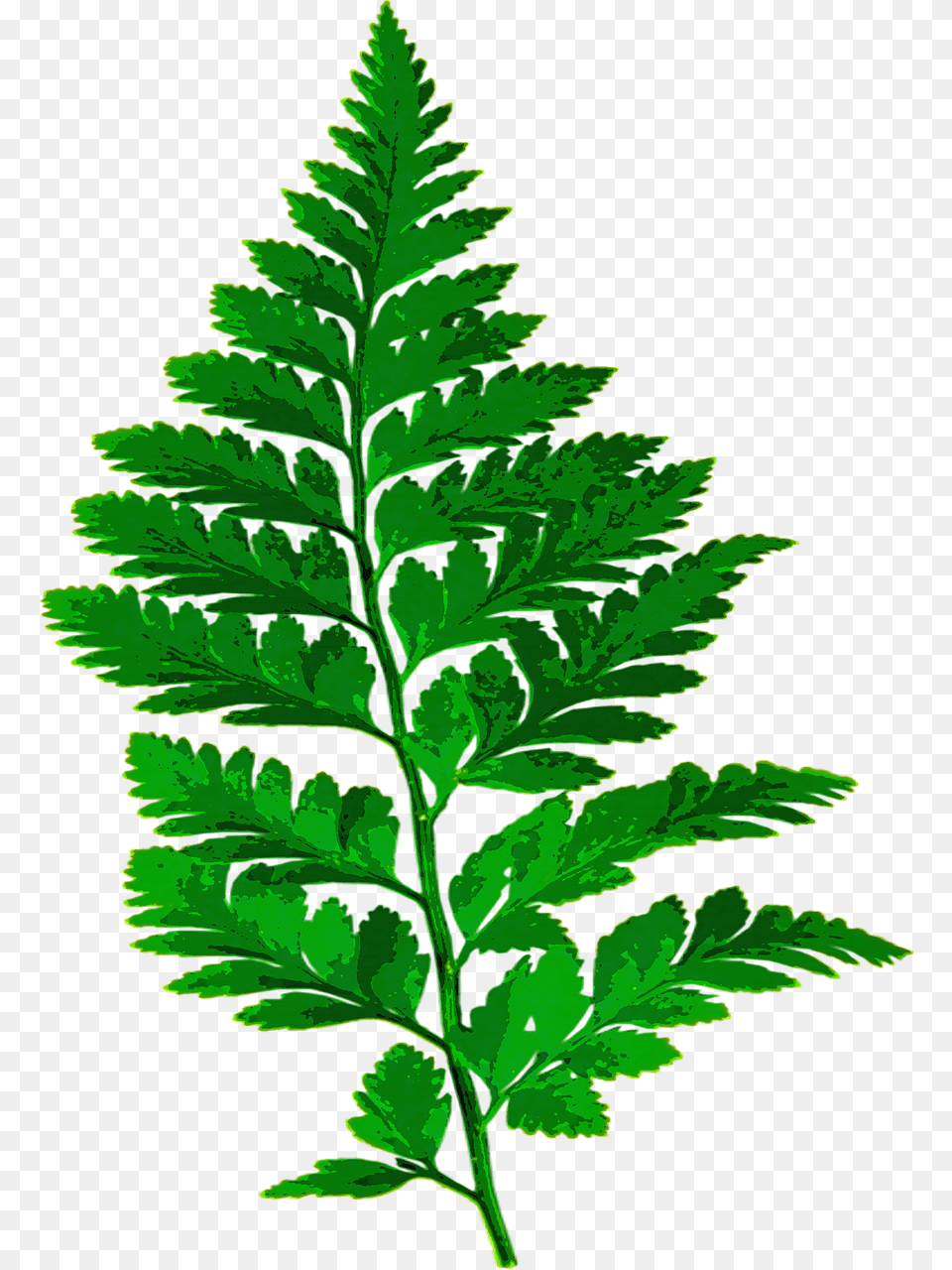 Fern Leaf Nature Green Leaves Fern Leaf Silhouette, Plant, Herbs Png Image