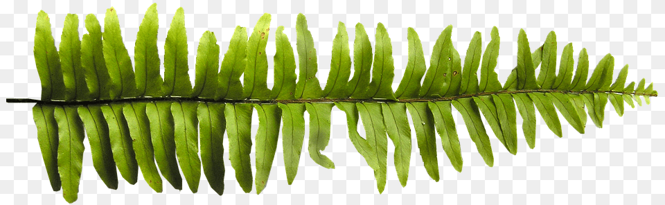 Fern Leaf Plant Fern Leaves Fern Textures Png