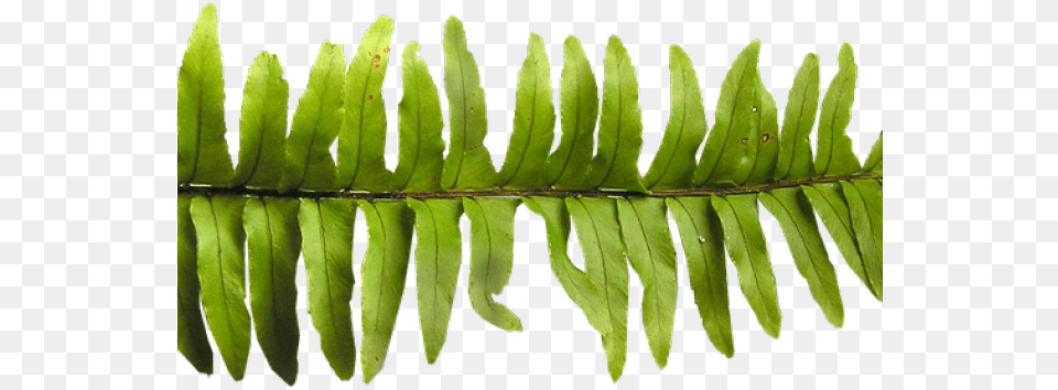 Fern Leaf Stockxchng, Plant Free Png