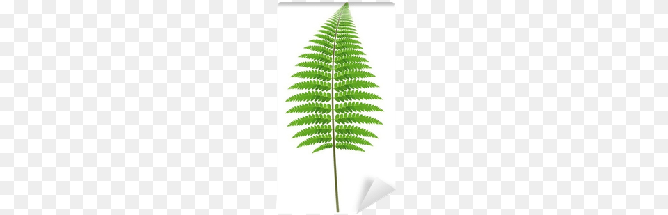 Fern Leaf Vector, Plant Free Png