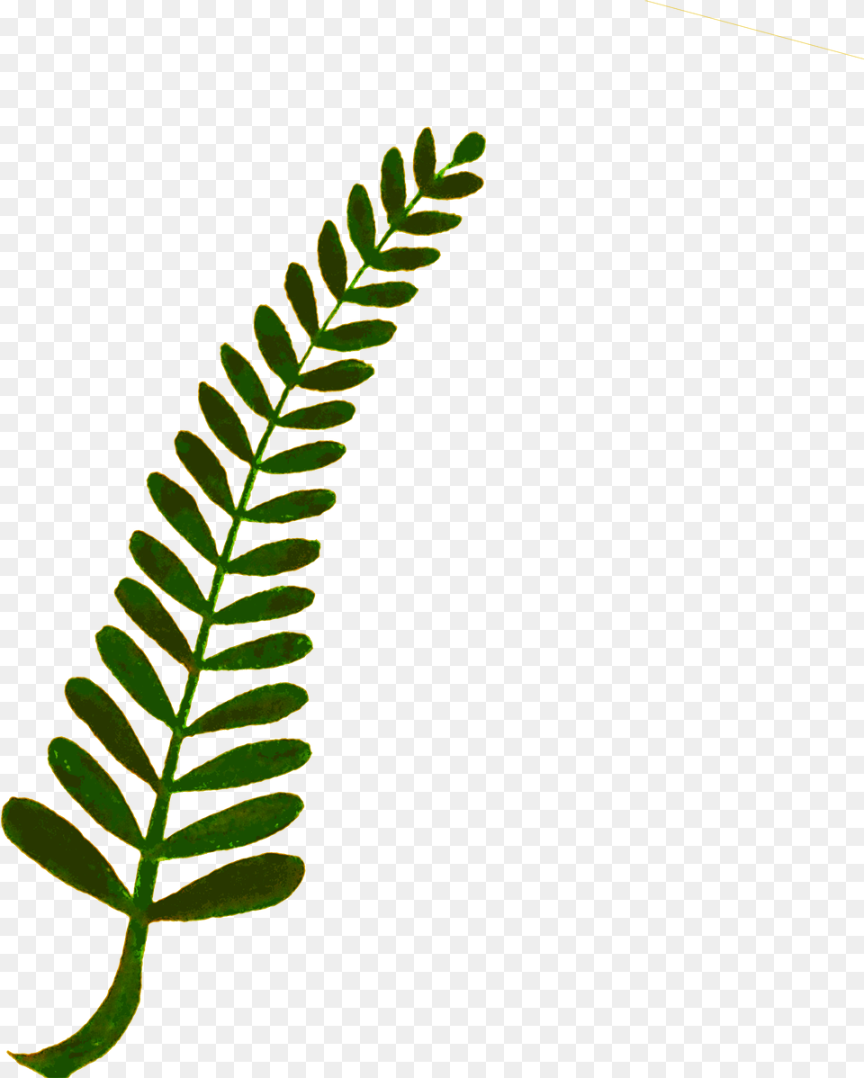 Fern Leaves Clipart, Leaf, Plant, Flower, Astragalus Free Png