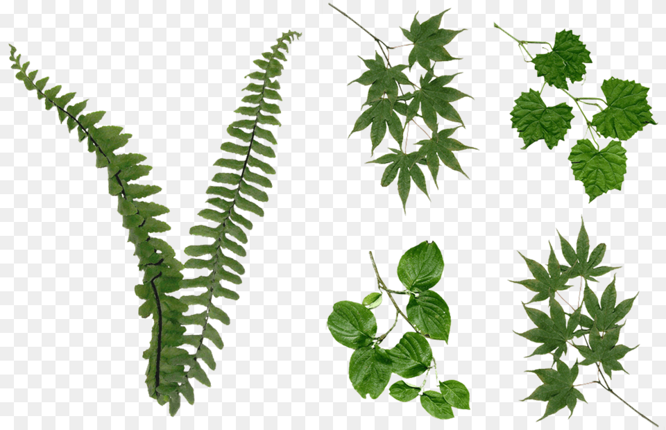 Fern Leaves Foliage Stock 2081 Foliage, Leaf, Plant, Tree, Vine Free Png