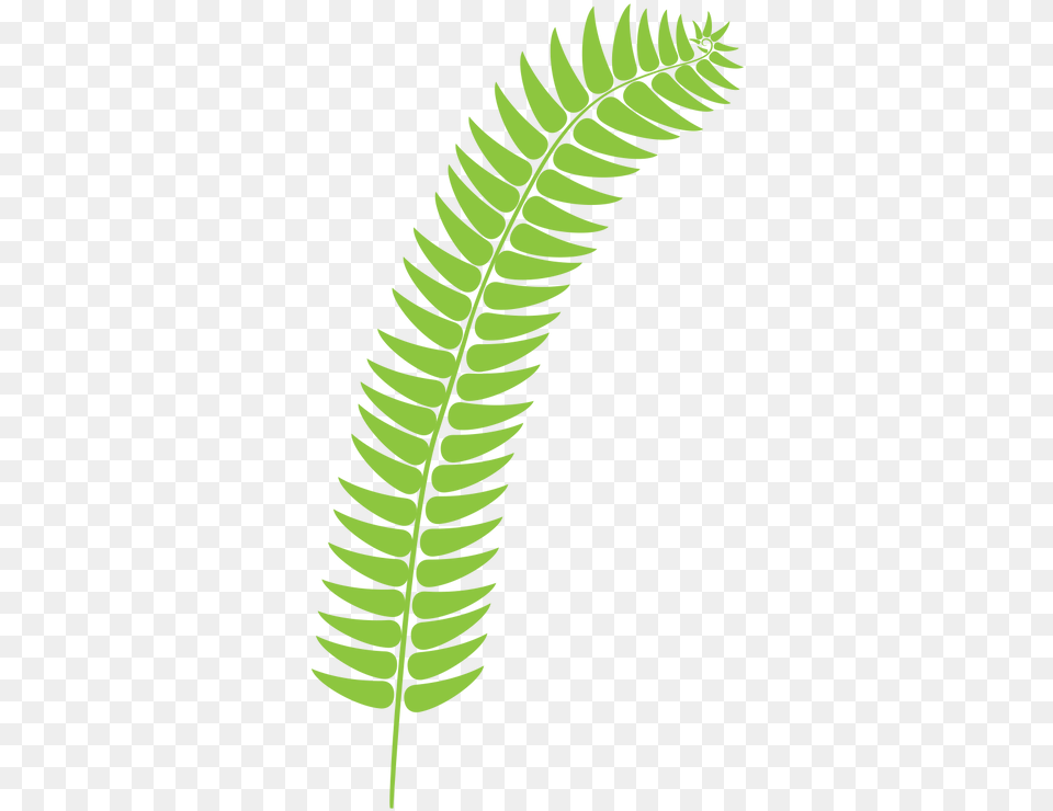 Fern Light Green Fern, Leaf, Plant Free Transparent Png
