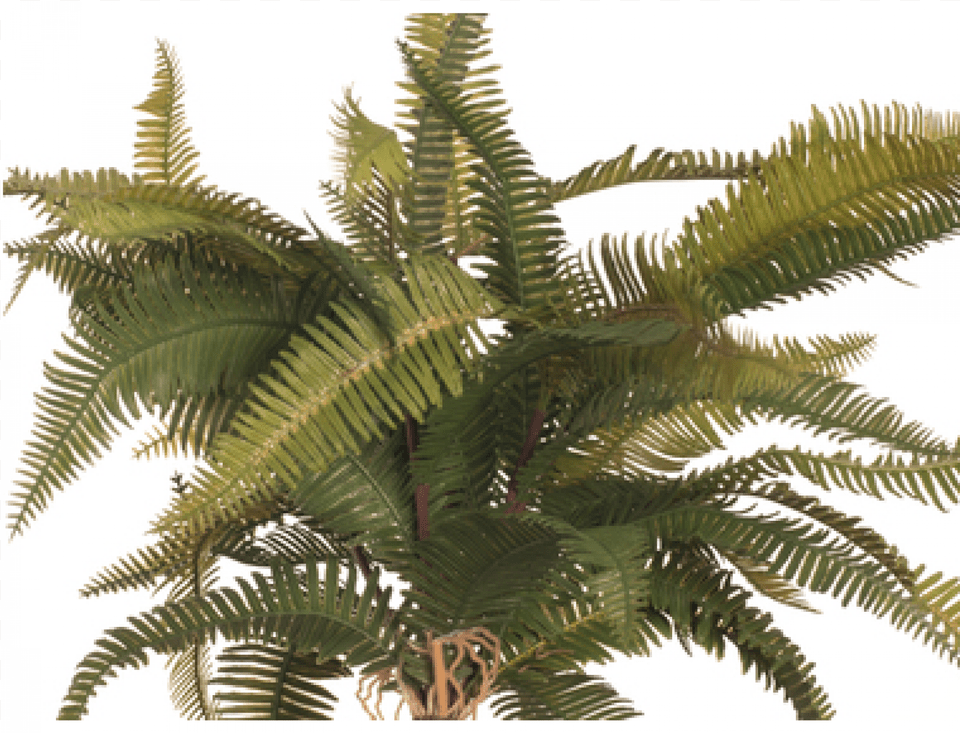 Fern Mountain Jpg Library Roystonea, Plant, Tree, Leaf Png