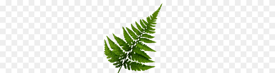 Fern Pattern, Green, Leaf, Plant Free Transparent Png