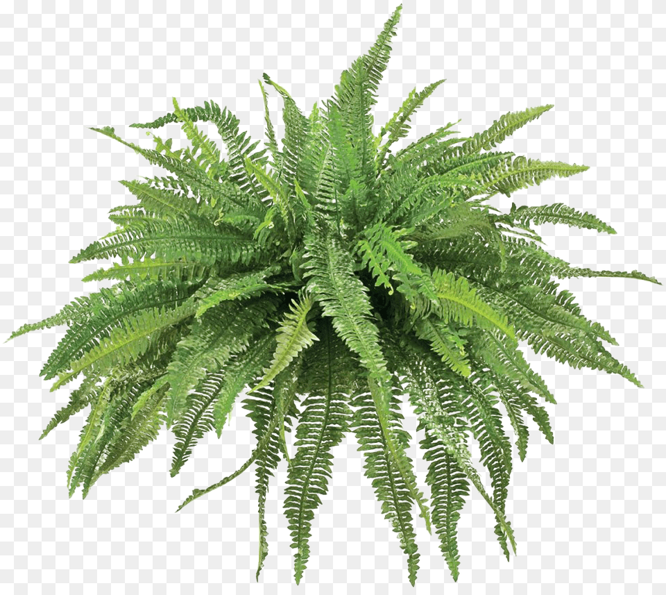 Fern Plant, Leaf Free Transparent Png
