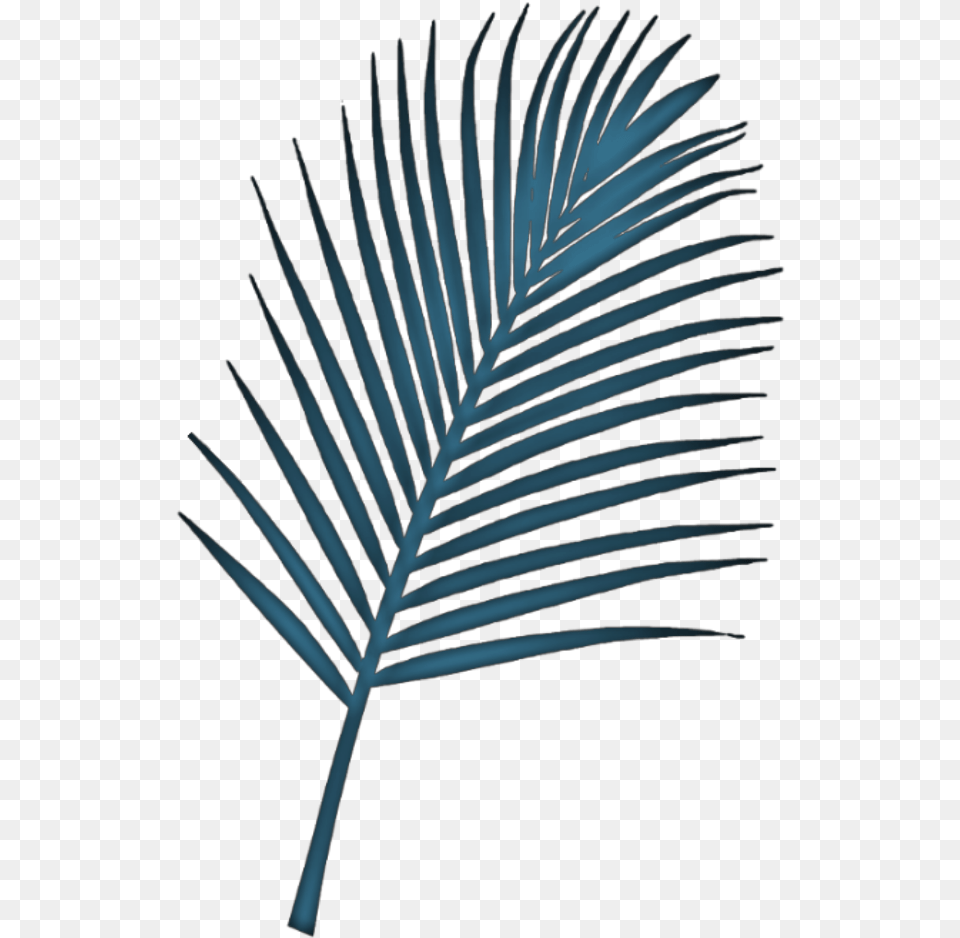 Fern Plant Leaf Blue Remixed From Jumminbs Freetoedit Palm Trees, Palm Tree, Tree, Nature, Outdoors Png