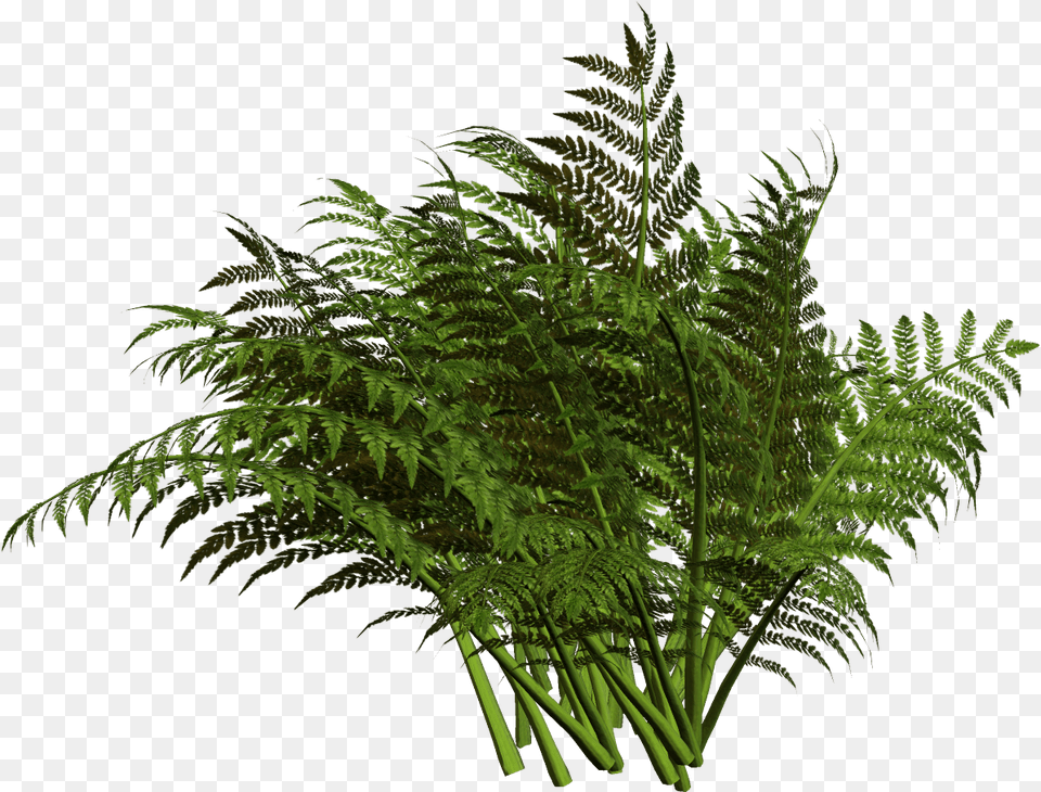 Fern Plant Ferns Free Transparent Png