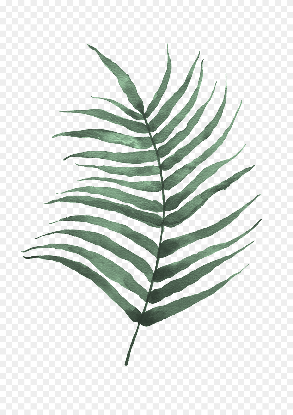 Fern Print Duo, Leaf, Plant Png