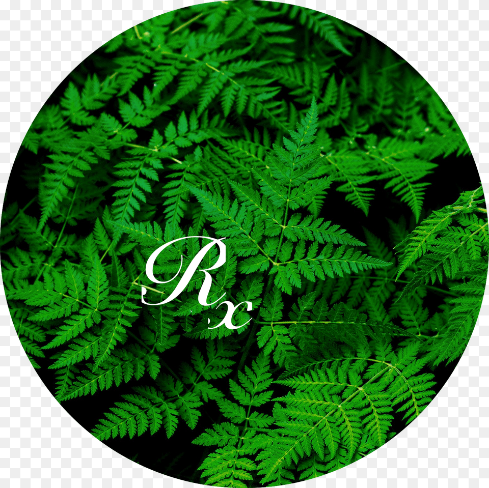 Fern Rx, Plant, Leaf Free Png Download