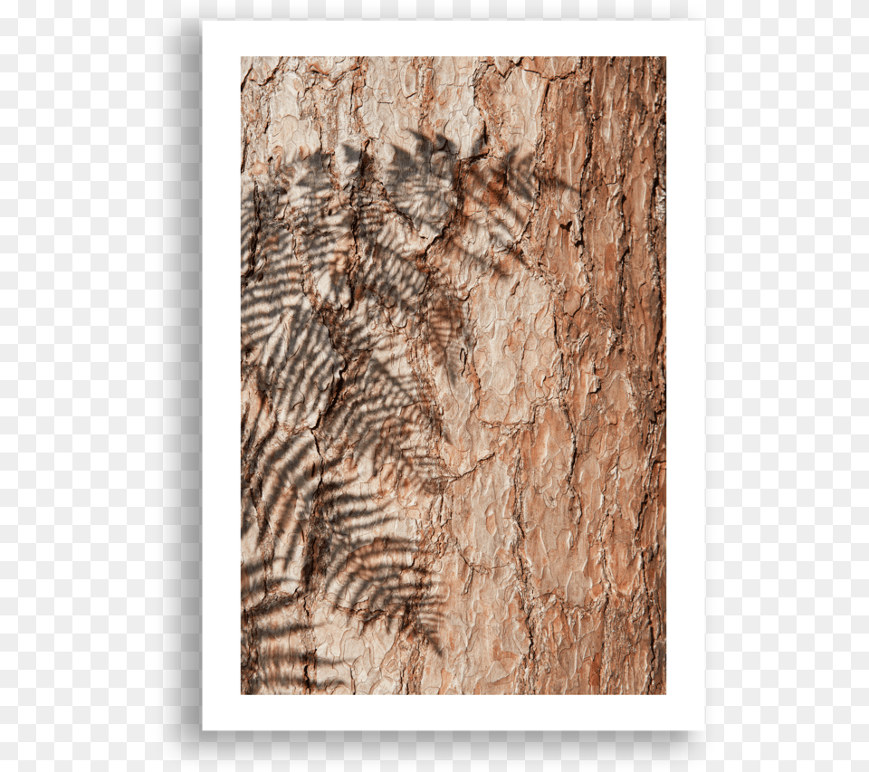 Fern Shadow Plank, Plant, Tree, Tree Trunk, Fossil Png