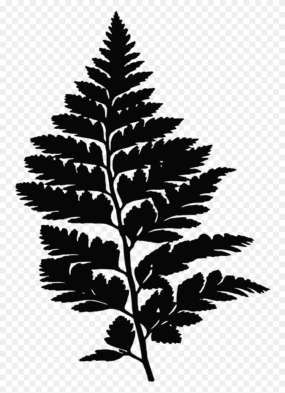 Fern Silhouette, Leaf, Plant Png Image