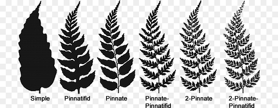 Fern Structure Fern Leaf Types, Plant, Tree, Fir, Conifer Free Transparent Png