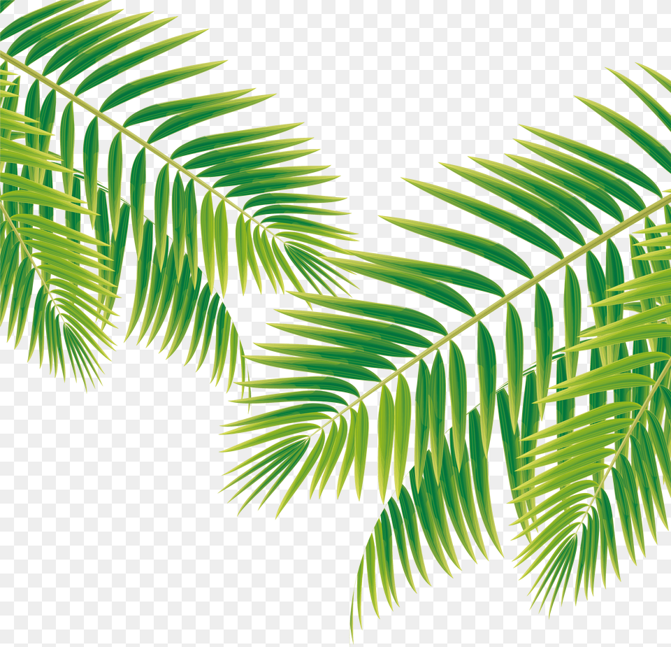 Fern Vector Kiwi Design Png Image