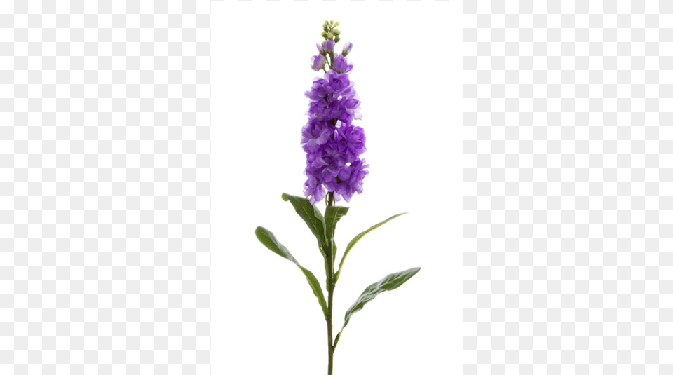 Fernleaf Lavender, Flower, Plant, Lupin Free Transparent Png