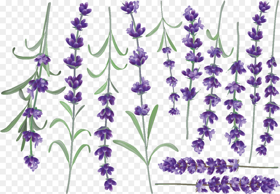 Fernleaf Lavender, Flower, Plant, Purple Free Transparent Png