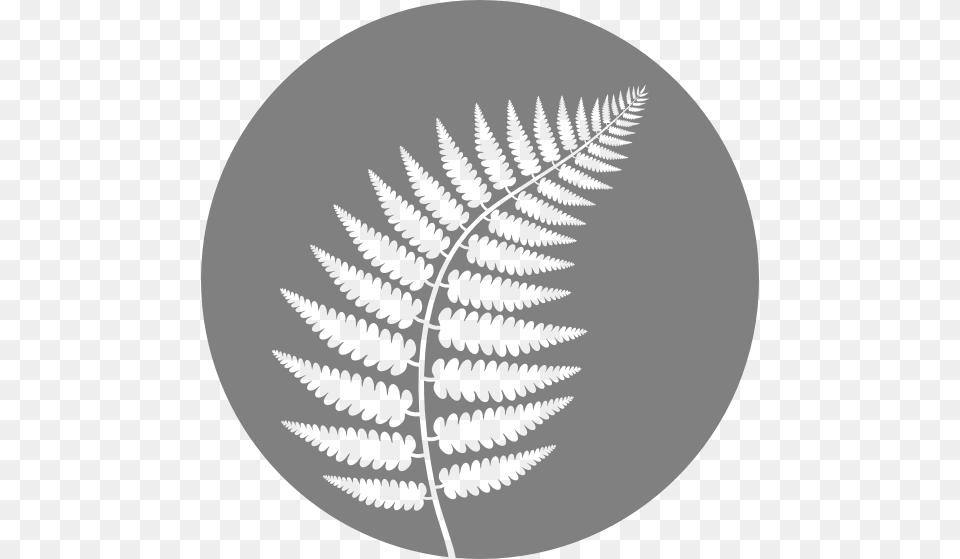 Ferns, Fern, Plant, Leaf Free Png