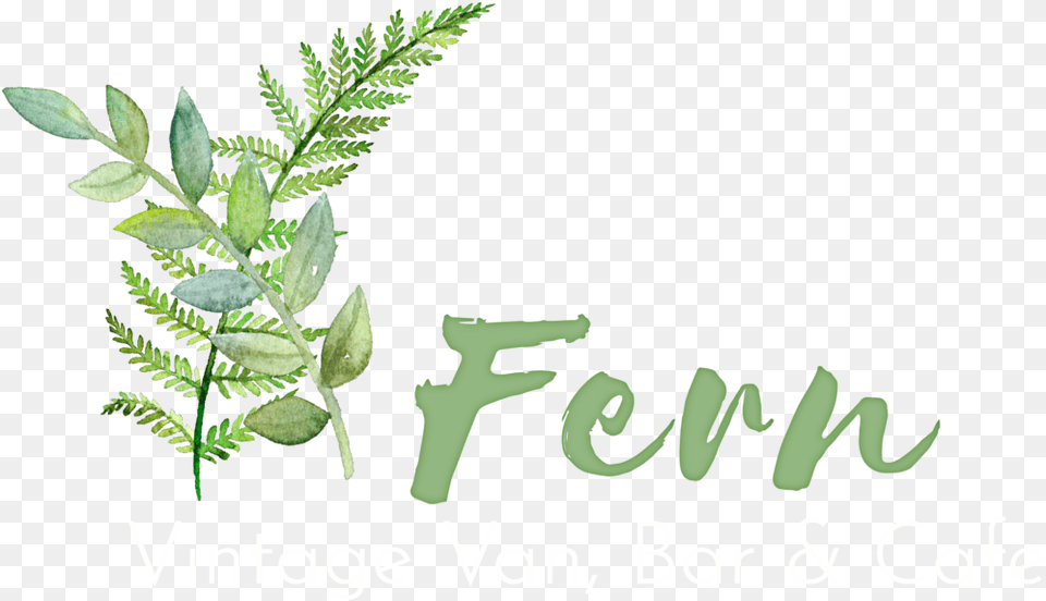 Ferns, Green, Herbal, Herbs, Leaf Free Png