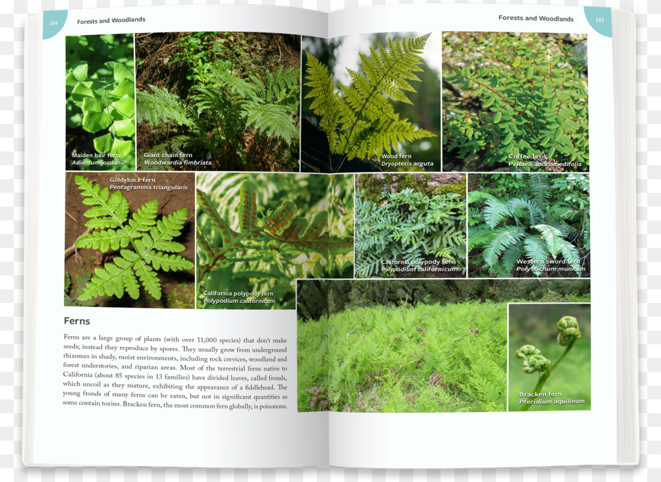 Ferns, Fern, Plant, Advertisement, Poster Png Image