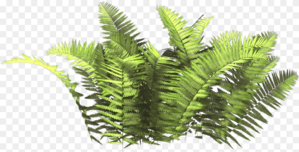 Ferns Bush Plant, Fern Png Image