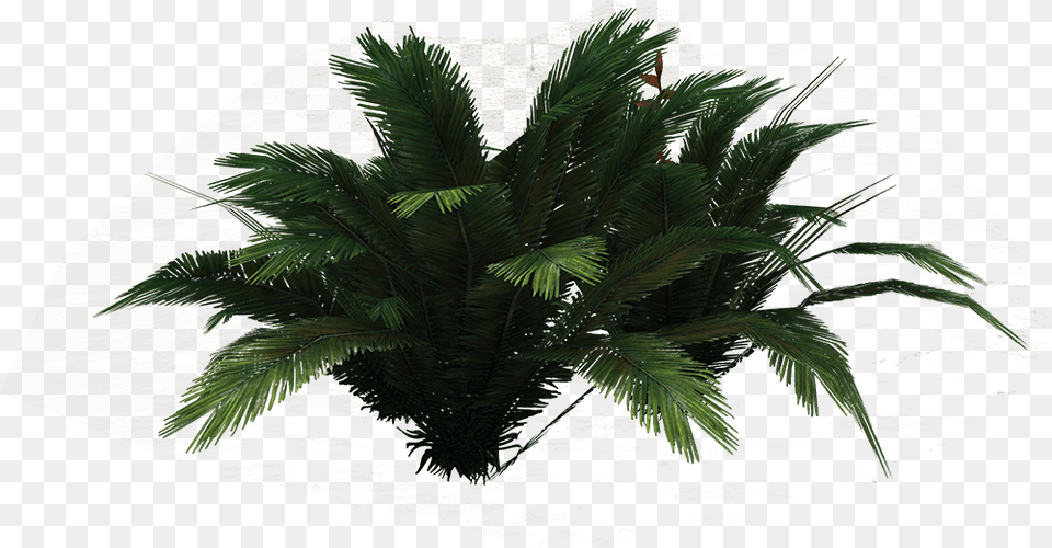 Ferns Clipart Borassus Flabellifer, Fern, Leaf, Palm Tree, Plant Free Transparent Png