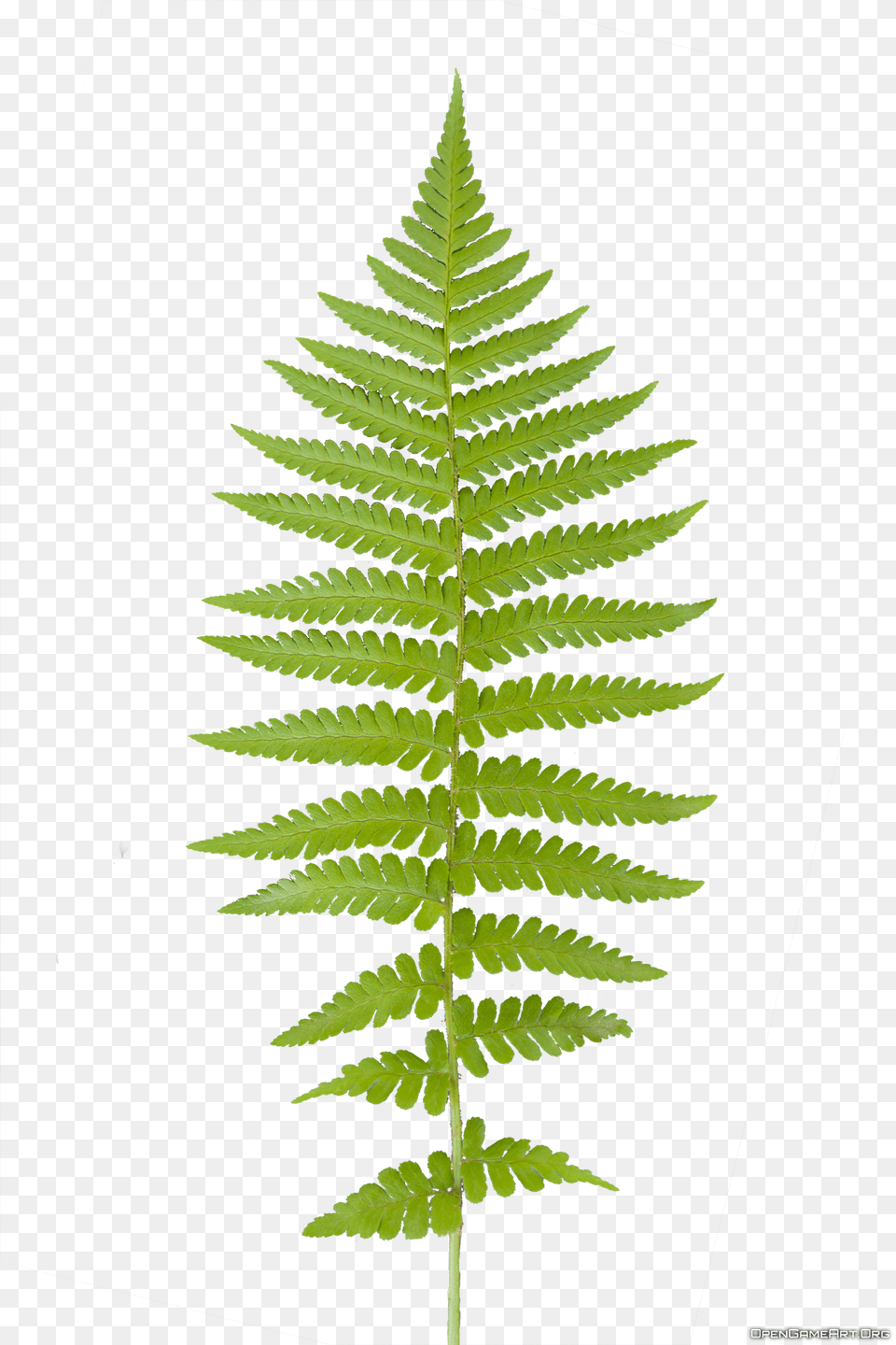 Ferns Fern Leaf Background, Plant Free Transparent Png