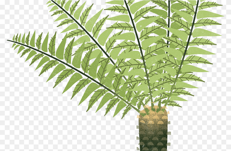 Ferns Fern Tree Cartoon, Plant, Leaf Free Transparent Png