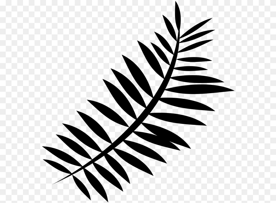 Ferns Huge Freebie Download For Powerpoint Fern Silhouette Transparent, Gray Png