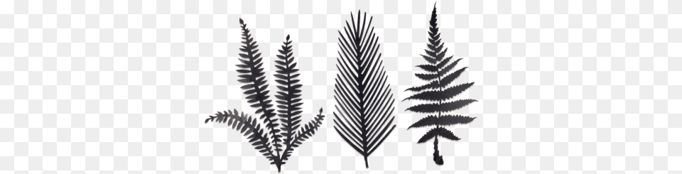 Ferns Kiko Brass Foliage Artwork Brass, Fern, Leaf, Plant, Festival Free Png