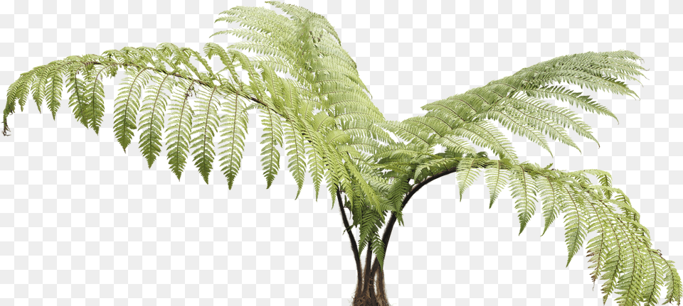 Ferns New Zealand Like Youu0027ve Never Seen It Ostrich Ostrich Fern, Plant, Tree Png