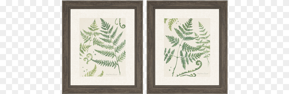 Ferns Pk2 39ferns39 2 Piece Framed Graphic Art Print Set, Fern, Plant, Pattern, Text Free Transparent Png