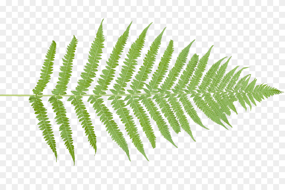 Ferns Vertical, Fern, Plant, Leaf Free Transparent Png