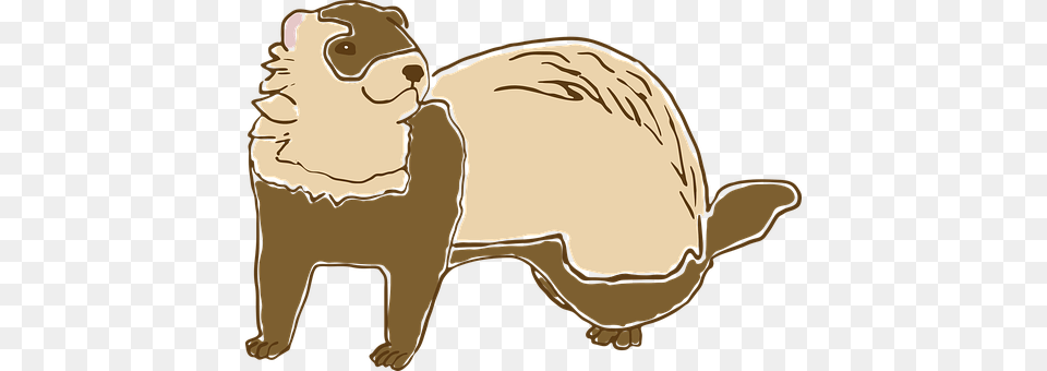 Ferret Animal, Mammal, Face, Head Free Png Download