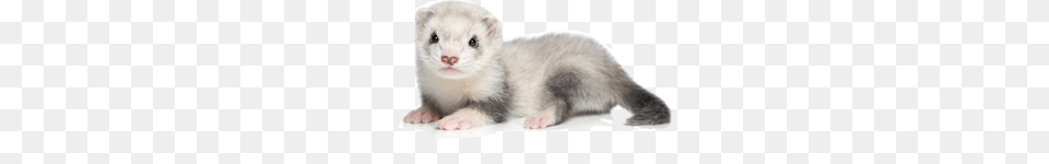 Ferret, Animal, Mammal, Rat, Rodent Free Png Download