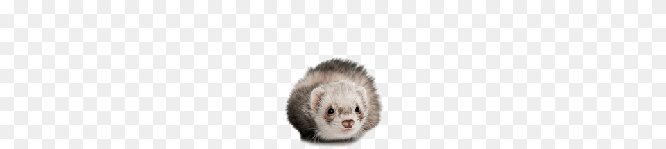 Ferret, Animal, Mammal, Rat, Rodent Png Image