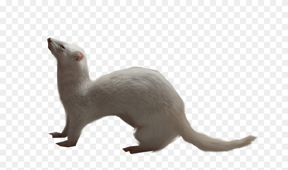 Ferret, Animal, Mammal, Wildlife, Weasel Free Png Download