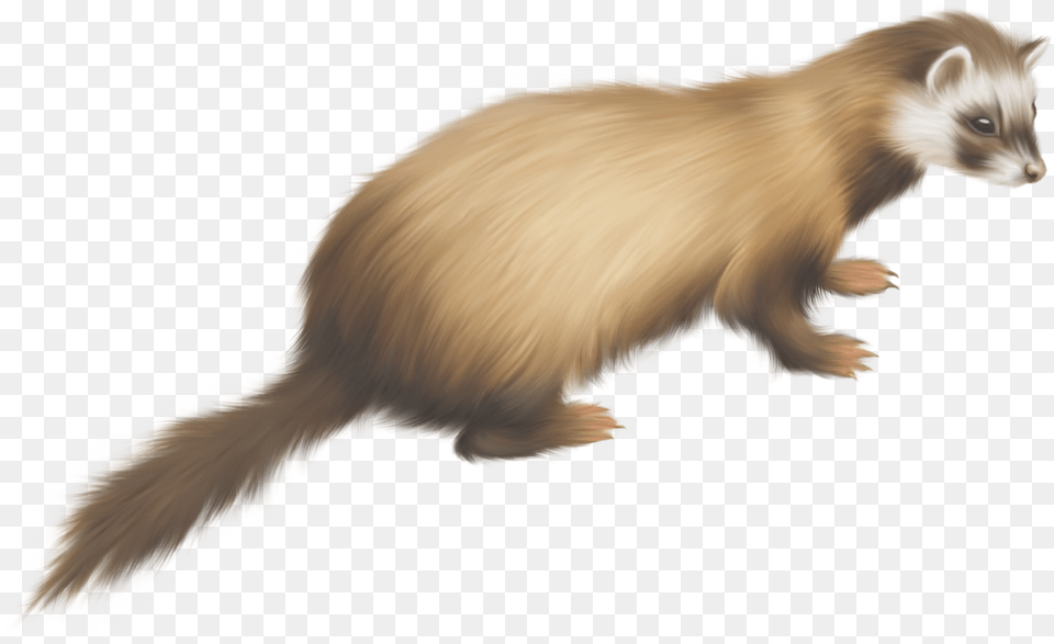 Ferret, Animal, Bird, Mammal Png Image