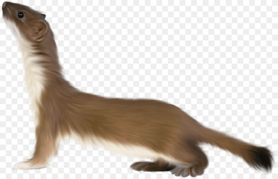 Ferret, Animal, Mammal, Wildlife, Weasel Free Png Download