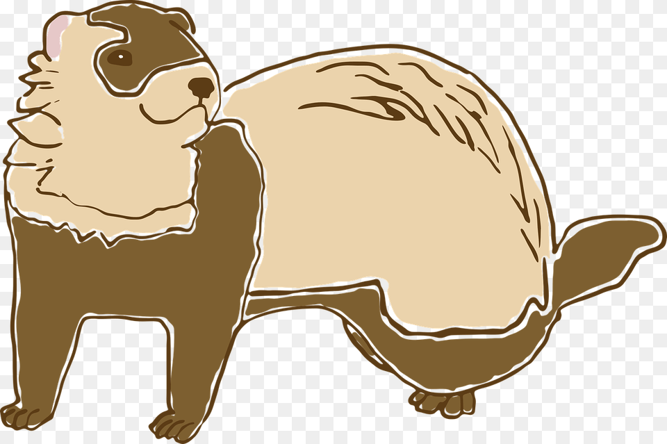 Ferret, Animal, Mammal, Face, Head Free Png