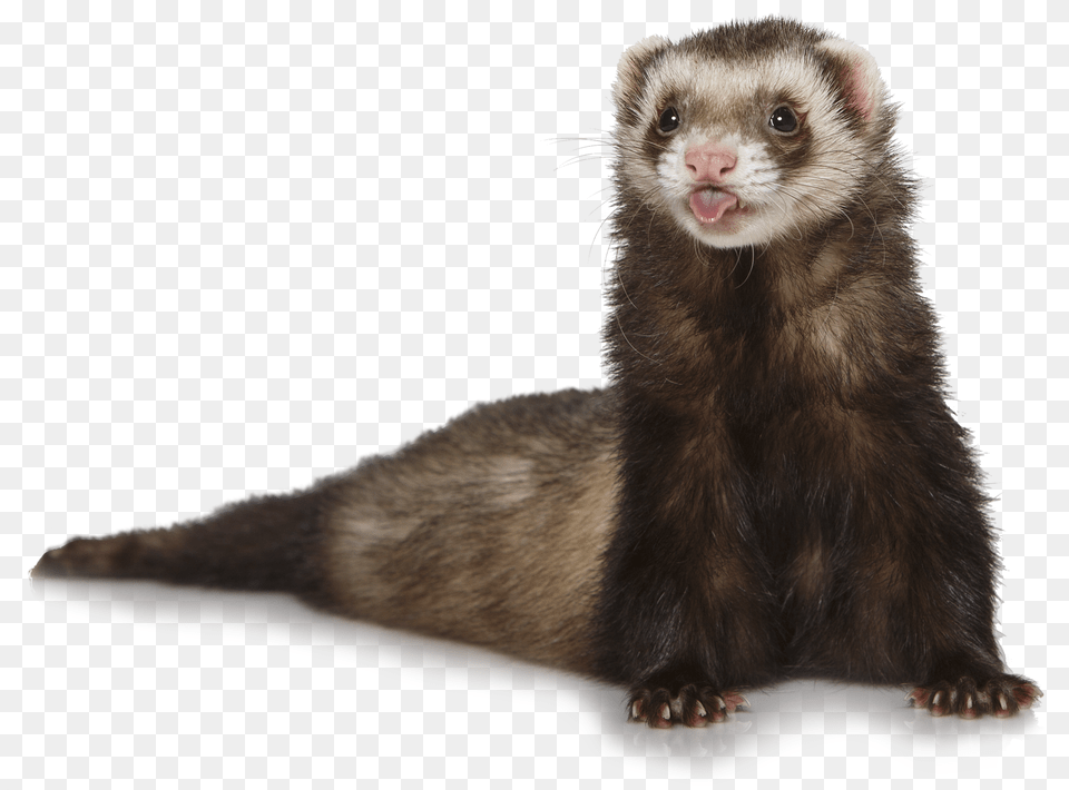 Ferret, Animal, Mammal, Rat, Rodent Free Transparent Png