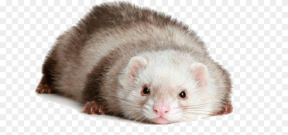 Ferret, Animal, Mammal, Rat, Rodent Free Png Download