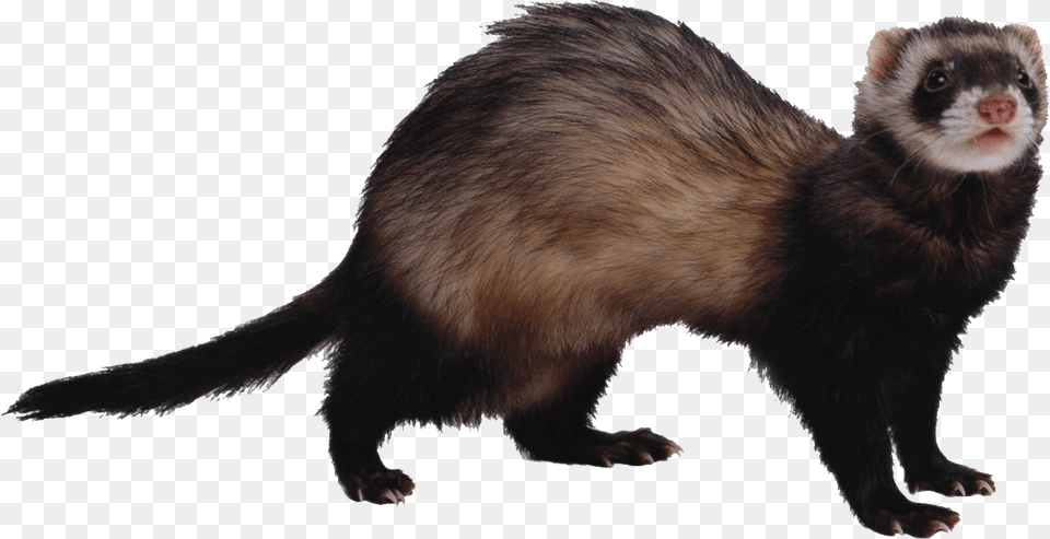 Ferret, Animal, Bear, Mammal, Wildlife Png