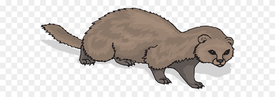 Ferret Animal, Mammal, Wildlife, Fish Free Png Download