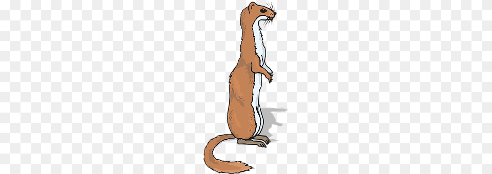 Ferret Animal, Mammal, Wildlife, Weasel Png Image
