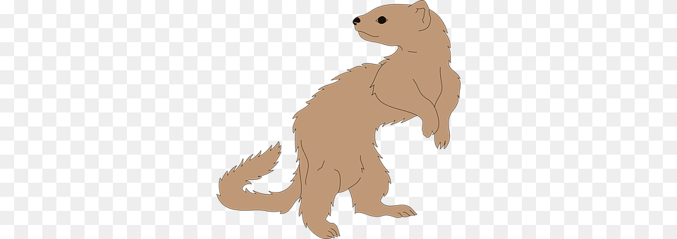 Ferret Adult, Person, Woman, Female Free Png